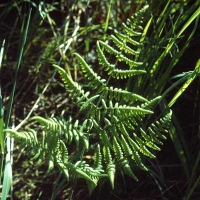 Gymnocarpium robertianum (Hoffmann) Newm. (Woodsiaceae). Esch-sur-Alzette (L). © 2001 by Yves Krippel.
